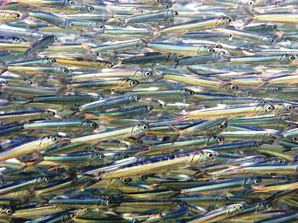 A school of small pelagic forage fish.