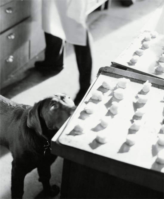 A dog looking longingly at gougeres ready to be baked