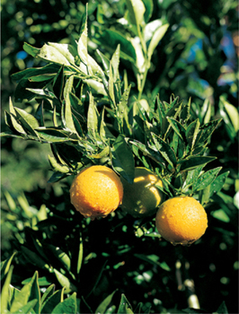 Oranges on a tree