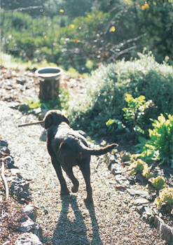 A dog carrying a stick down a dirt path