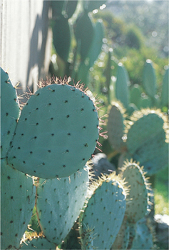 A cactus