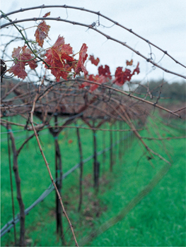 Grapes on a trellis