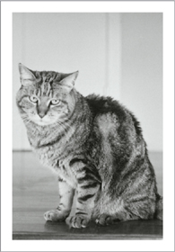 A striped cat staring evilly into the camera