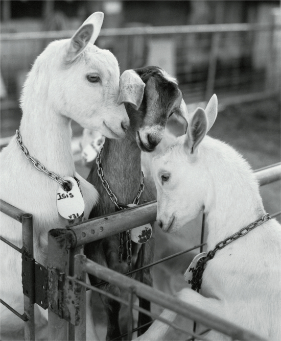 Young goats butting heads at the corner of their pens