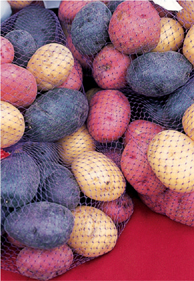 An assortment of colored potatoes in a netted sack