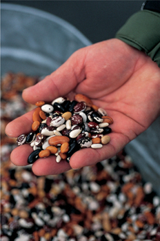 A handful of colorful beans