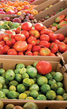 Boxes of red and green tomatoes