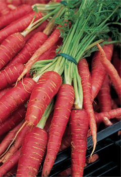 Bunches of red carrots