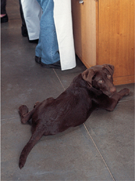 A young dog lying in the kitchen