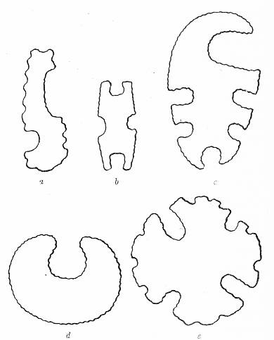 Fig. 40. Eccentrically shaped implements found at summit of mound.