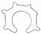 Fig. 47. Horseshoe-shaped flint object found near San Antonio.