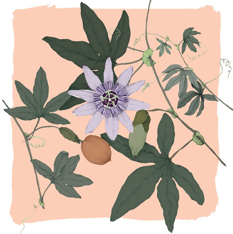 Passionflower