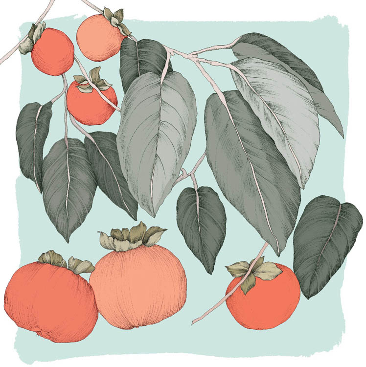 Persimmon