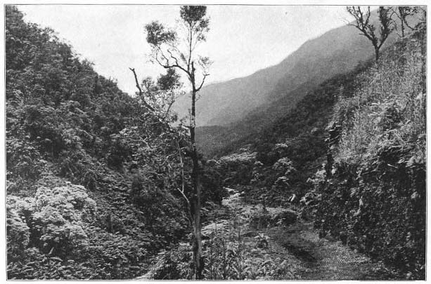 View in Wainiha Valley, Kauai.