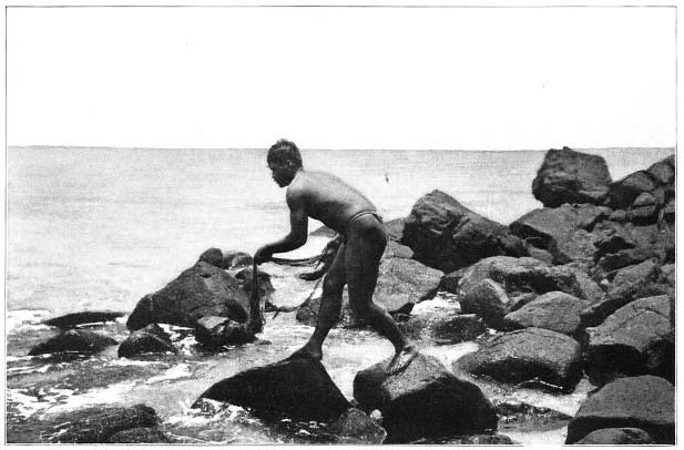 Hawaiian Fisherman Using the Throw-Net.