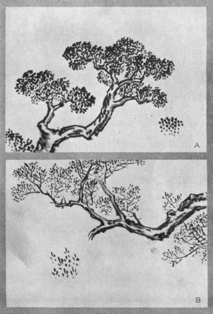 Pepper-Seed Dot (a). Mouse-Footprint Dot (b). Plate XXXIV.