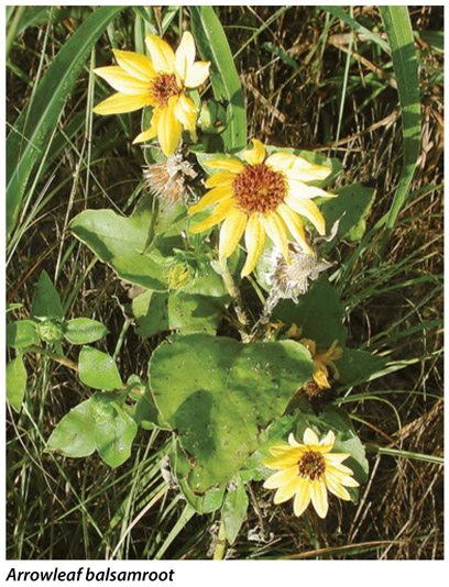 Arrowleaf balsamroot