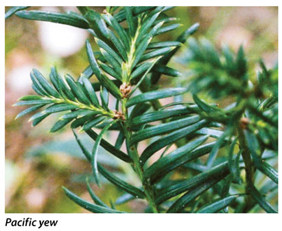 Pacific yew