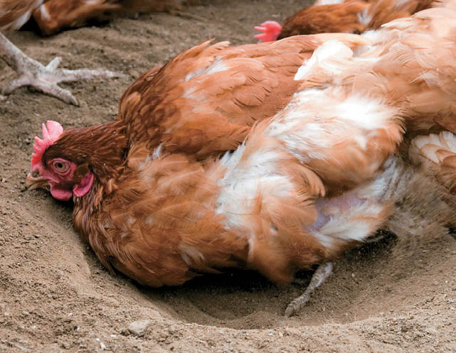 © picturesbyrob/Alamy. photo_49_top_chicken taking dust bath.