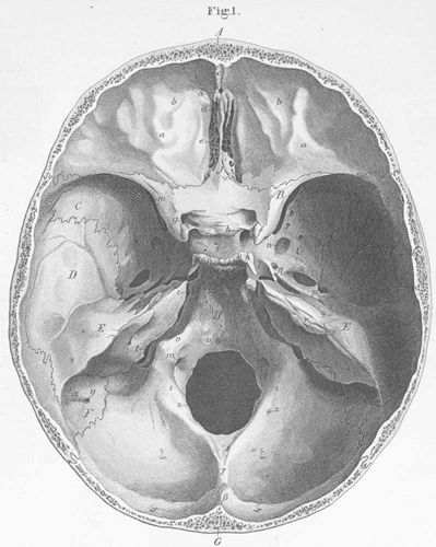 Top-down cutaway drawing of the skull, showing the ridges and cavities below the brain.