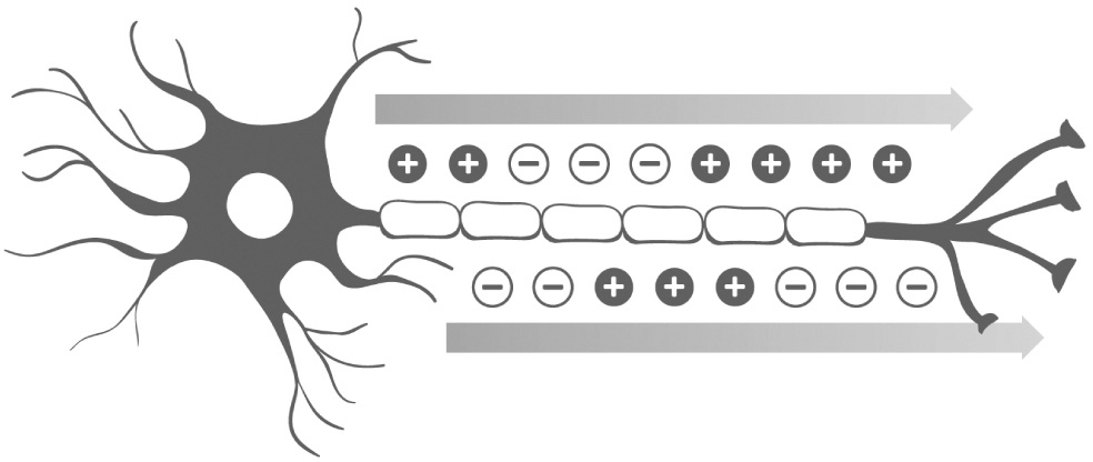 Diagram of a neuron showing its electrical charges. Plusses and minuses above and below the neuron indicate the charges, and arrows from the one end to the other show the direction they're traveling.