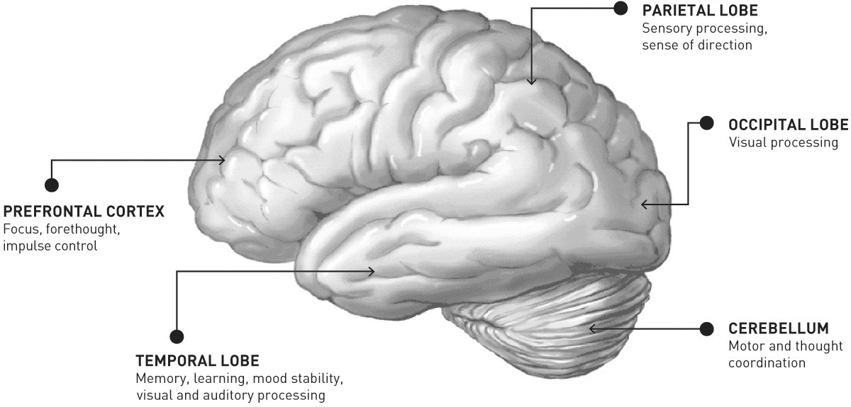 Side-view diagram of the outside of a brain with regions labeled along with lists of their associated functions. The front is labeled Prefrontal Cortex: Focus, forethought, impulse control. The lower middle is labeled Temporal Lobe: Memory, learning, mood stability, visual and auditory processing. The top toward the rear is labeled Parietal Lobe: Sensory processing, sense of direction. The back is labeled Occipital Lobe: Visual processing. The bottom rear is labeled Cerebellum: Motor and thought coordination.