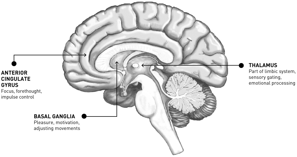 Side-view cutaway diagram of a brain with regions labeled along with lists of their associated functions. The front is labeled Anterior Cingulate Gyrus: Focus, forethought, impulse control. The middle toward the front is labeled Basal Ganglia: Pleasure, motivation, adjusting movements. The center is labeled Thalamus: Part of limbic system, sensory gating, emotional processing.