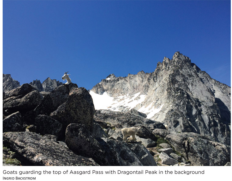 Goats guarding the top of Aasgard Pass with Dragontail Peak in the background Ingrid Backstrom