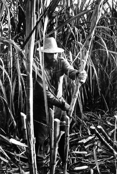 Fidel Castro doing voluntary work in the sugarcane f elds.