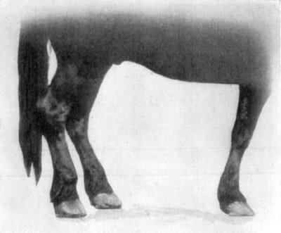 Fig. 20—Contraction of the superficial digital flexor tendon (perforatus) of the right hind leg, due to tendinitis.