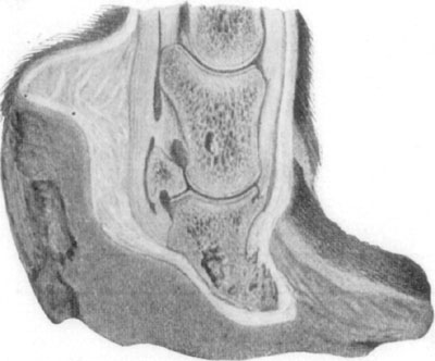 Fig. 34—Showing the effects of laminitis. By permission, from Merillat's ''Veterinary Surgical Operations.''