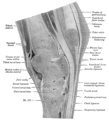 Fig. 40—Sagital section of right hock. The section passes through the middle of the groove of the trochlea of the tibial tarsal bone. 1 and 2. Proximal ends of cavity of hock joint. 3. Thick part of joint capsule over which deep flexor tendon plays. 4. Fibular tarsal bone (sustentaculum). A large vein crosses the upper part of the joint capsule (in front of 1). (From Sisson's ''Anatomy of the Domestic Animals.'')