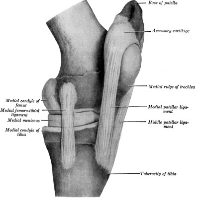 Fig. 44—Left stifle joint; medial view. The capsules are removed. (From Sisson's ''Anatomy of the Domestic Animals.'')