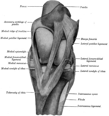 Fig. 45—Left stifle joint; front view. The capsules are removed. 1. Middle patellar ligament. 2. Stump of fascia lata. 3. Stump of common tendon of extensor longus and peroneus tertius. (From Sisson's ''Anatomy of Domestic Animals.'')