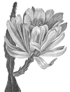 PHYLLOCACTUS ROSEUS GRANDIFLORUS