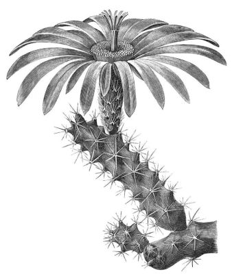 CEREUS BERLANDIERI