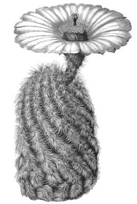 CEREUS CTENOIDES