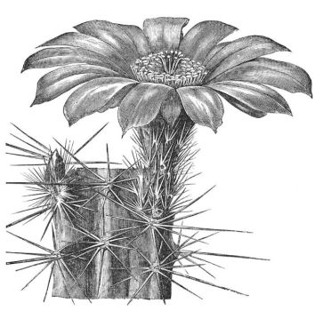 CEREUS ENNEACANTHUS