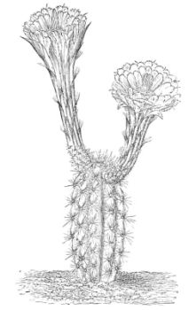 CEREUS PLEIOGONUS