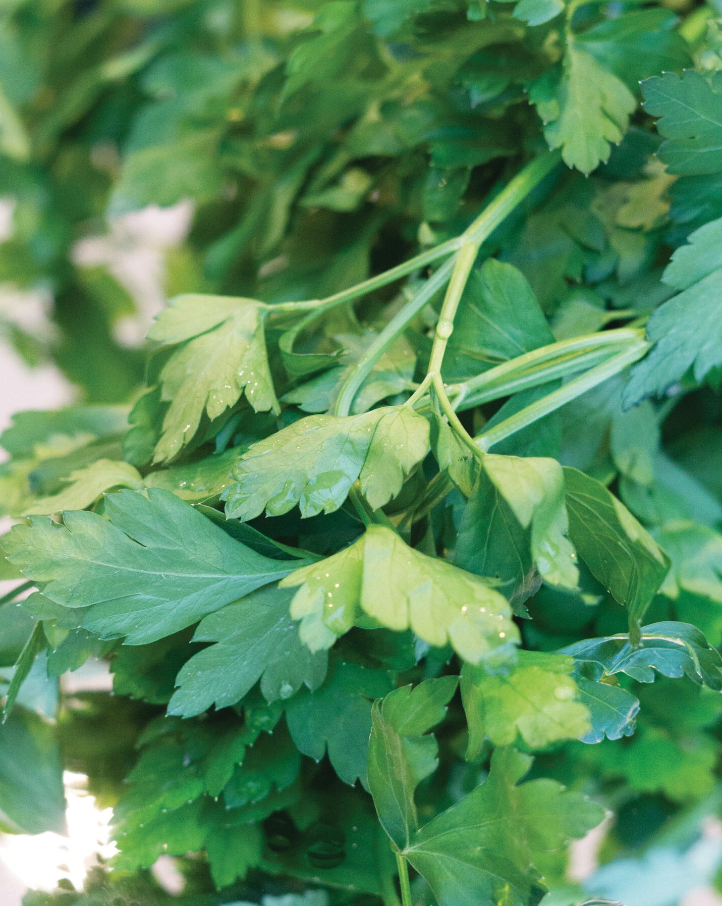 Photo displaying a bunch of parsley.