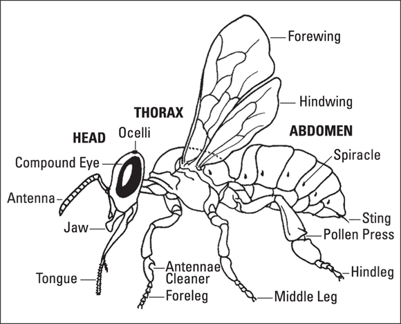 Image of a honey bee with its several important body features labeled including the head, thorax, and abdomen.