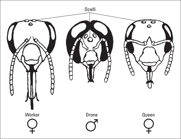 Image comparing the heads of worker, drone, and queen bees. The worker bee’s extra-long proboscis and the drone’s huge, wraparound eyes help us in identifying them easily.