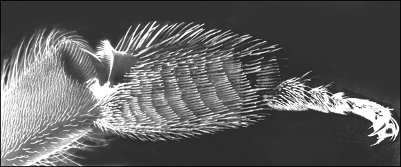 A close-up image of a worker bee’s leg, clearly depicting the hairs that serve as brushes to collect pollen.