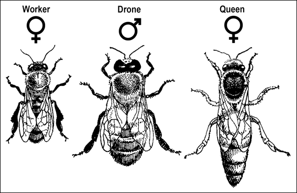 A closer image of the three different types of bees in the hive: worker (left), drone (center), and queen (right).