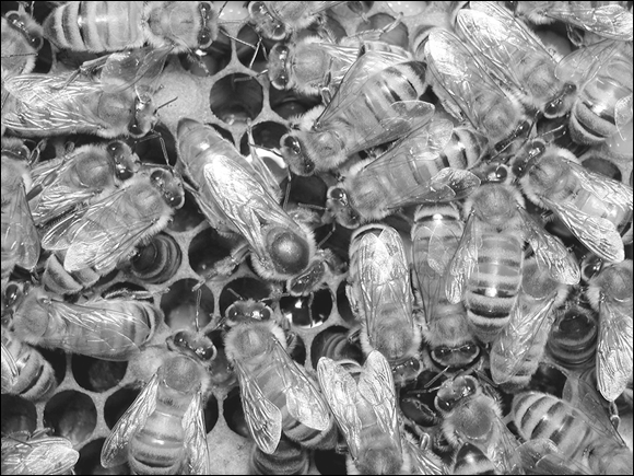 Photograph of a queen bee and her attentive attendants, all clustered together in a hive.