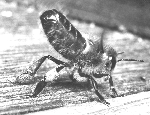 Photograph of a worker bee fanning her wings while exposing her Nasonov gland to release a sweet orientation scent, to direct other bees back to the hive.