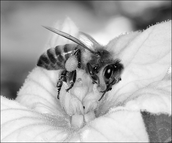 Photograph of a bee in a flower with its pollen baskets filled. She can visit ten flowers every minute and may visit more than 600 flowers before returning to the hive.