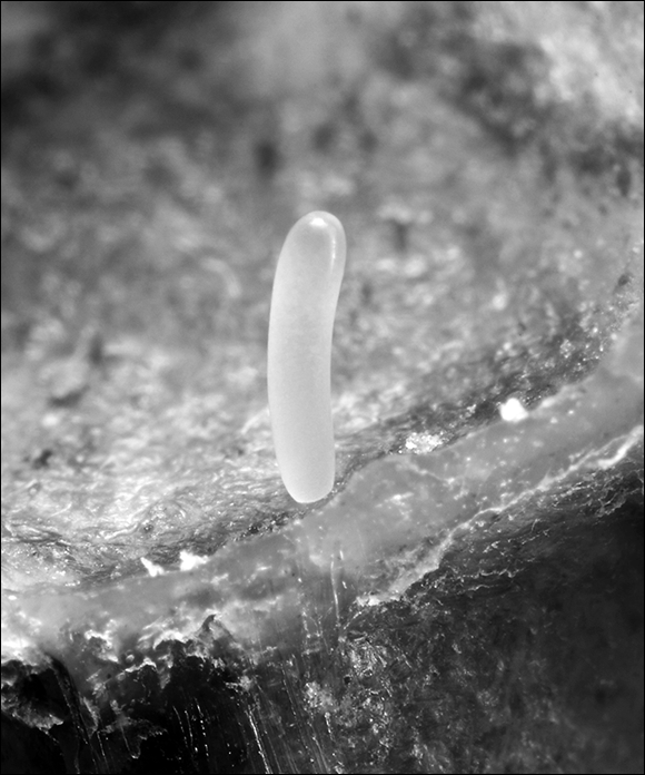 The microscopic close-up of a single bee egg - a minuscule diameter of the egg, which is only 0.4 millimeter wide.