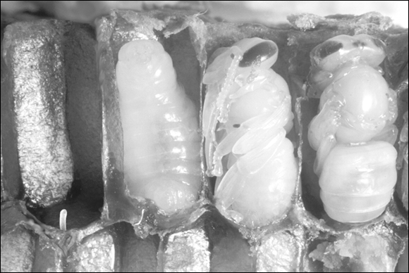 Photograph depicting opened cells that reveal an egg and the developing pupae.