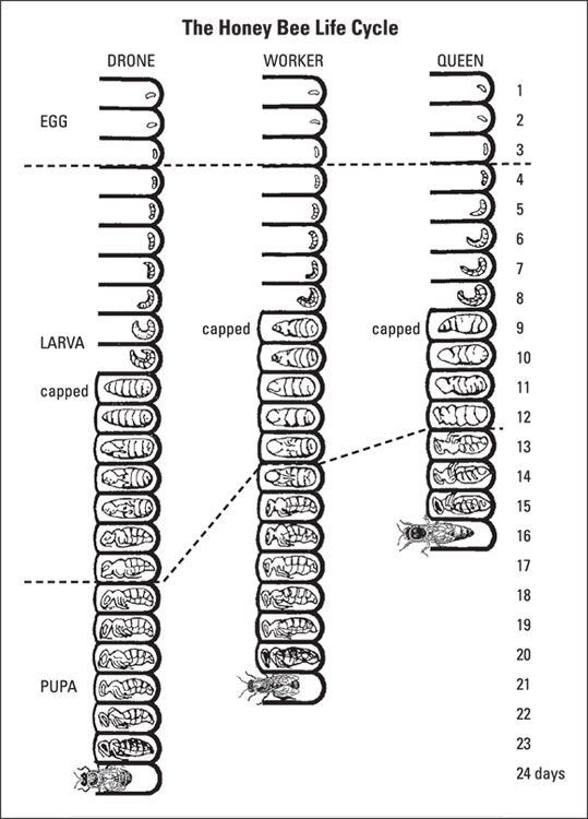 Chart displaying the honey bee life cycle - daily development cycle of the drone, worker, and queens bees, from egg to adult.